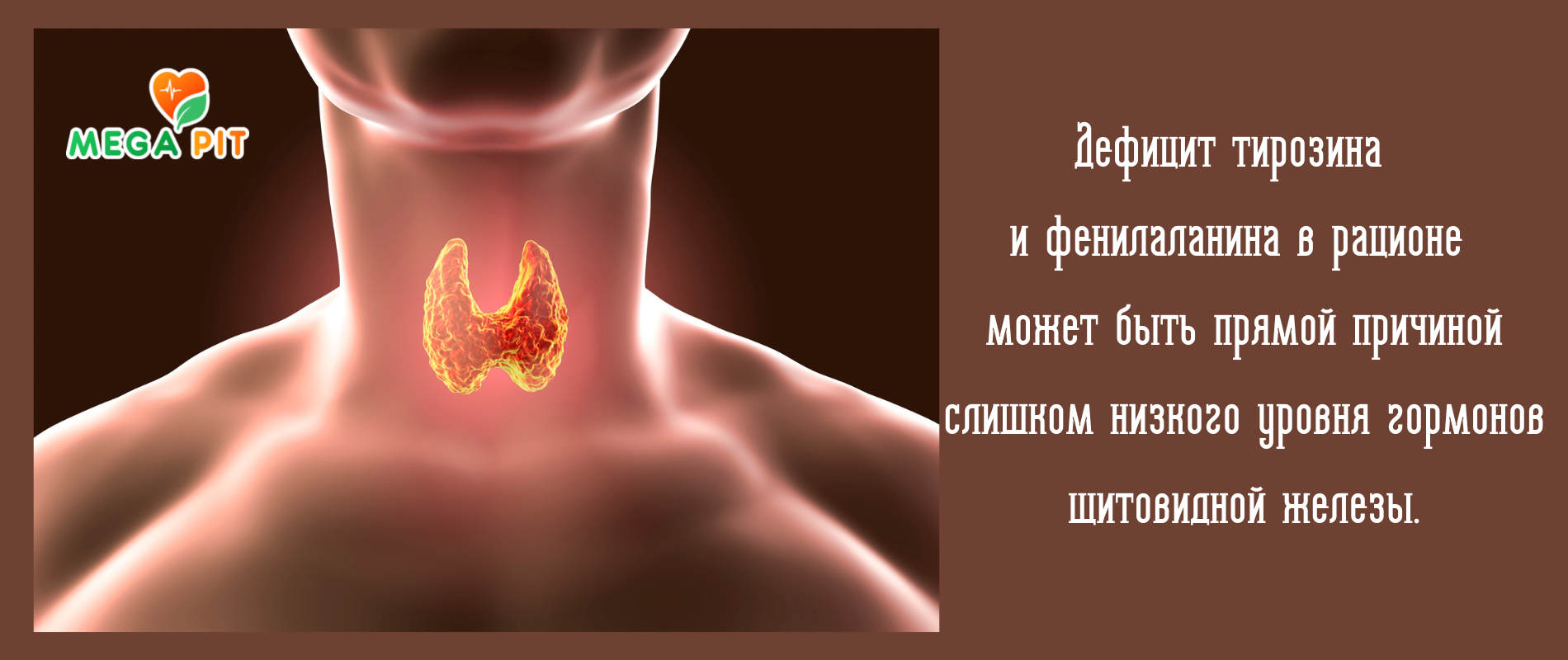 влияние на гормоны щитовидной железы