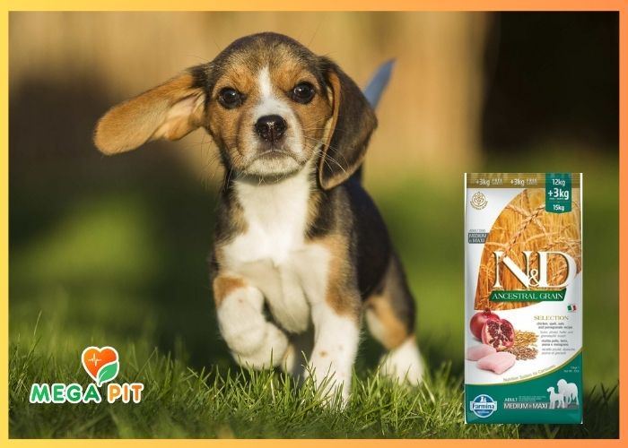 N&D Dog, Беззерновой, Сухой Корм для Собак Мелких Пород со Вкусом Ягненка и Черники→ Farmina  ᐈ Купить в Казахстане | Алматы | Астана | Караганда | Megapit.kz