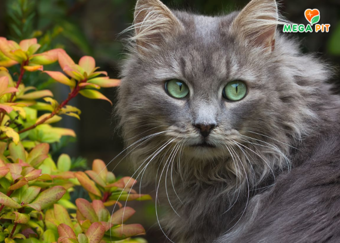 Корм для Стерилизованных Кошек, Кусочки в Соусе с Кроликом → Родные корма ᐈ Купить в Казахстане | Алматы | Астана | Караганда | Megapit.kz