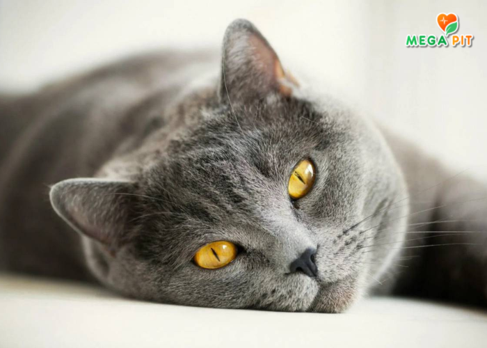 Корм для кошек, Улучшение Пищеварения, Кусочки в Желе с Ягнёнком и Рубцом → Родные корма ᐈ Купить в Казахстане | Алматы | Астана | Караганда | Megapit.kz