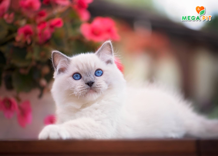 Консервы для Кошек, Кусочки в Соусе (Индейка По-Елецки) → Родные корма ᐈ Купить в Казахстане | Алматы | Астана | Караганда | Megapit.kz