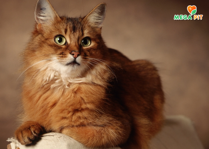 Консервы для кошек, Кусочки в Соусе (Кролик По-Липецки) → Родные корма ᐈ Купить в Казахстане | Алматы | Астана | Караганда | Megapit.kz