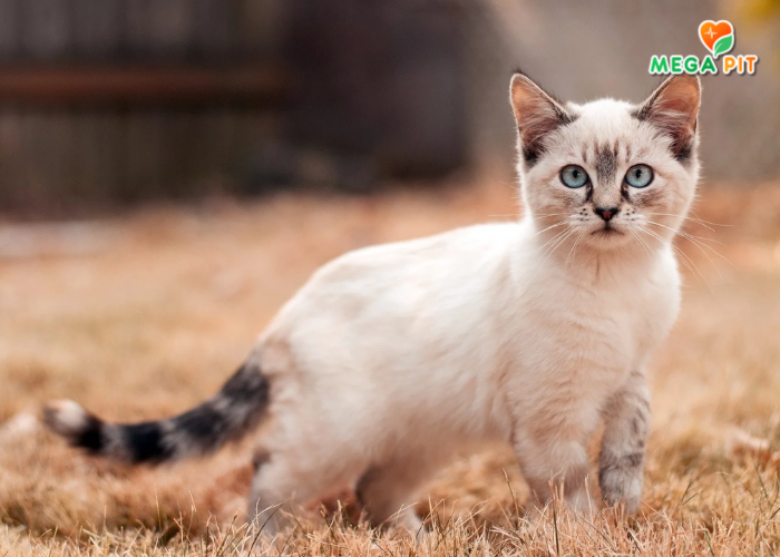 Консервы для Кошек, Кусочки в Соусе (Ягненок По-Крымски) → Родные корма ᐈ Купить в Казахстане | Алматы | Астана | Караганда | Megapit.kz