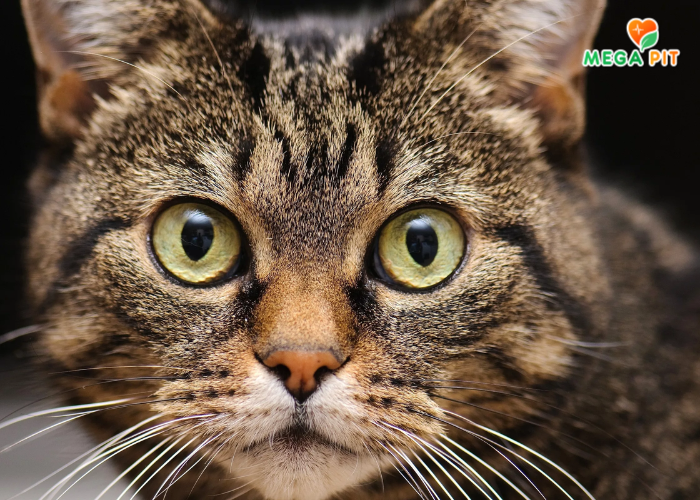 Сухой Корм для Стерилизованных Кошек со Вкусом Ягнёнка и Ягод  → Best Dinner ᐈ Купить в Казахстане | Алматы | Астана | Караганда | Megapit.kz