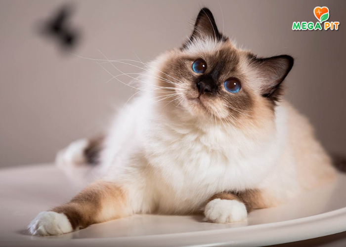 Корм для Стерилизованных Кошек и Кастрированных Котов, Утка в Соусе Пауч → SECRET ᐈ Купить в Казахстане | Алматы | Астана | Караганда | Megapit.kz