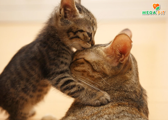  N&D, Консервы для Кошек Всех Пород, Курица/Гранат → Farmina  ᐈ Купить в Казахстане | Алматы | Астана | Караганда | Megapit.kz