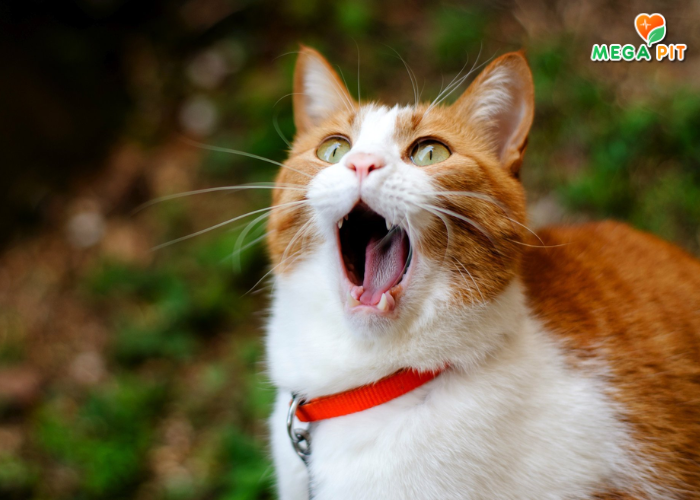 Vet Life, Паштет для Кошек Всех Пород, При Желудочно-Кишечных заболеваниях → Farmina  ᐈ Купить в Казахстане | Алматы | Астана | Караганда | Megapit.kz