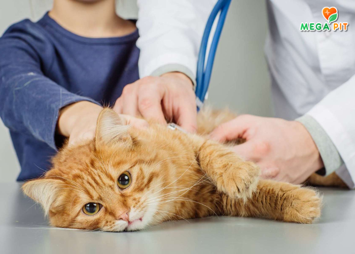 Vet Life, Паштет для кошек, При Почечных Заболеваниях → Farmina  ᐈ Купить в Казахстане | Алматы | Астана | Караганда | Megapit.kz