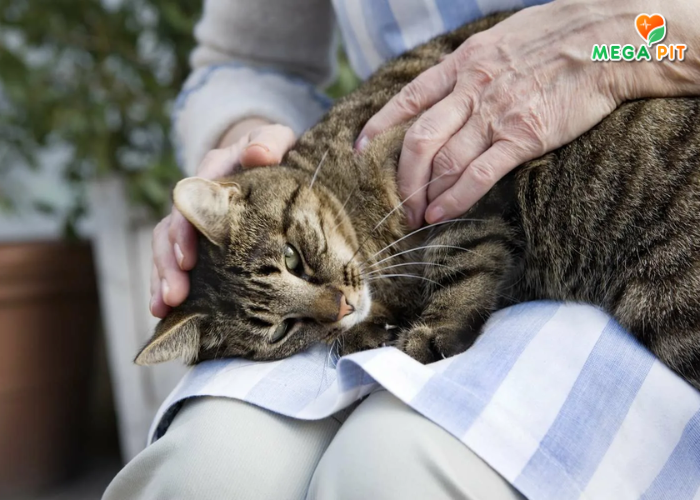 Vet Life, Паштет Для Кошек Всех Пород, При Камнях в Почках → Farmina  ᐈ Купить в Казахстане | Алматы | Астана | Караганда | Megapit.kz