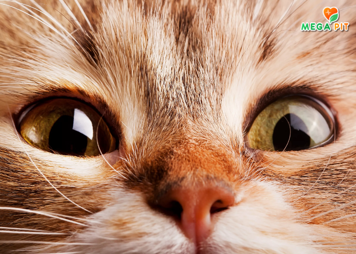  Vet Life, Сухой Корм для Стерилизованных Кошек (Курица) → Farmina  ᐈ Купить в Казахстане | Алматы | Астана | Караганда | Megapit.kz