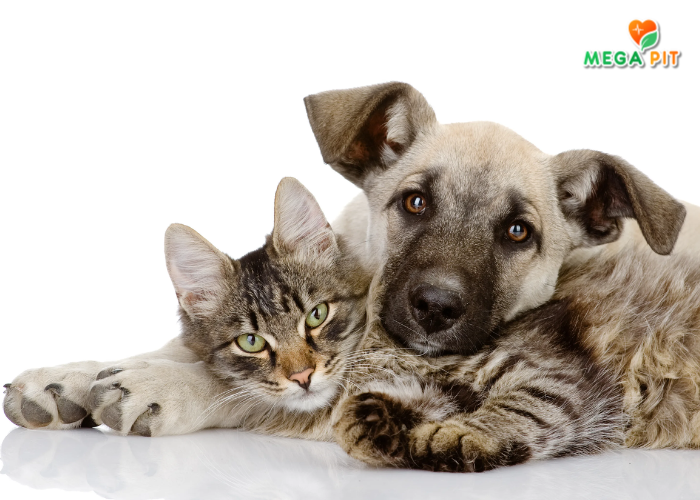 Good Dog&Cat | Товары для Собак и Кошек | Купить КАЗАХСТАН ➤ Алматы | Астана | Караганда | Megapit.kz