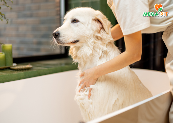 Шампунь для Собак и Щенков (Алоэ Вера) → Good Dog ᐈ Купить в Казахстане | Алматы | Астана | Караганда | Megapit.kz