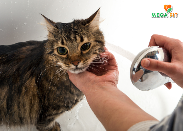 Антипаразитарный Шампунь от Блох и Клещей для Котят и Кошек →  Good Dog&Cat ᐈ Купить в Казахстане | Алматы | Астана | Караганда | Megapit.kz