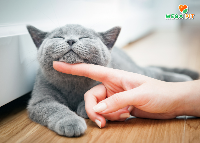 Sterilised, Сухой Корм для Взрослых Кошек после Стерилизации (Курица) → ARATON ᐈ Купить в Казахстане | Алматы | Астана | Караганда | Megapit.kz