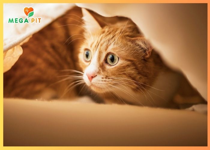 Туалет для кошек, Премиум с сеткой ЧЁРНЫЙ 1 шт→ Сибирская Кошка  ᐈ Купить в Казахстане | Алматы | Астана | Караганда | Megapit.kz