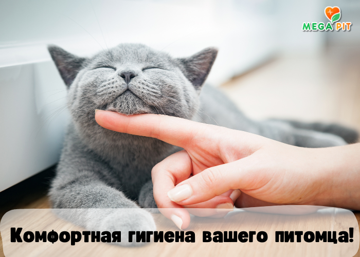 Туалет для кошек, СИНИЙ с сеткой → Сибирская Кошка ᐈ Купить в Казахстане | Алматы | Астана | Караганда | Megapit.kz