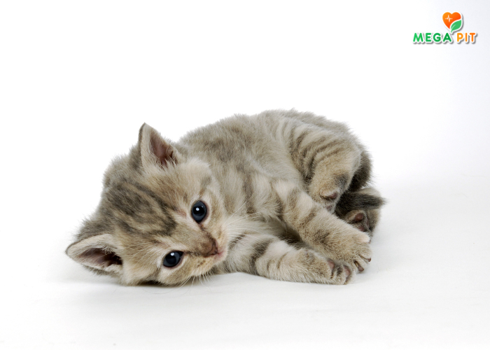 Kitten, Сухой Корм для Котят (Курица) → Nature's Protection ᐈ Купить в Казахстане | Алматы | Астана | Караганда | Megapit.kz