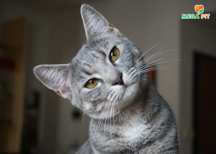Adult, Large Cat, Сухой корм для Кошек Крупных Пород (Курица) → Nature's Protection ᐈ Купить в Казахстане | Алматы | Астана | Караганда | Megapit.kz