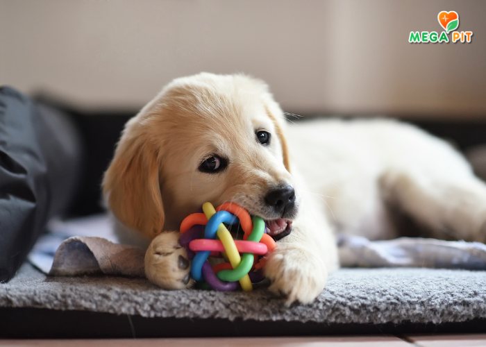 Maxi Junior, Large Breeds, Сухой Корм для Щенков Крупных Пород (Курица) → Nature's Protection ᐈ Купить в Казахстане | Алматы | Астана | Караганда | Megapit.kz