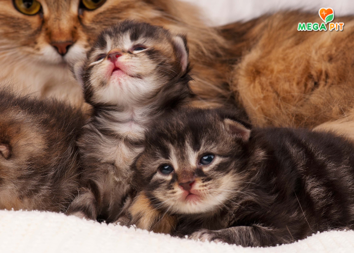 Антипаразитарные БИО Капли для Котят и Кошек от Блох и Клещей → Good Dog&Cat ᐈ Купить в Казахстане | Алматы | Астана | Караганда | Megapit.kz