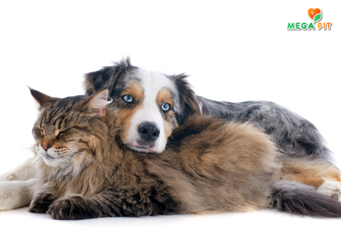 Лосьон для Глаз для Кошек и Собак → Good Dog&Cat ᐈ Купить в Казахстане | Алматы | Астана | Караганда | Megapit.kz