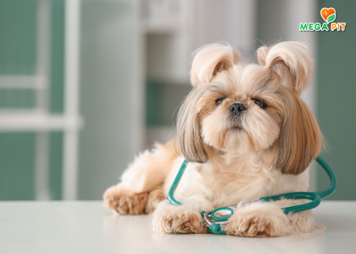 Лосьон для Ушей для Кошек и Собак → Good Dog&Cat ᐈ Купить в Казахстане | Алматы | Астана | Караганда | Megapit.kz