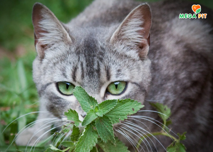Спрей "Экстракт Кошачьей Мяты" → Good Dog&Cat ᐈ Купить в Казахстане | Алматы | Астана | Караганда | Megapit.kz