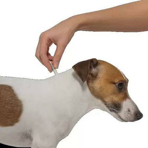 Bayer, Адвантейдж, Капли от блох для собак, 4-10 кг, 4 пипетки по 1 мл
