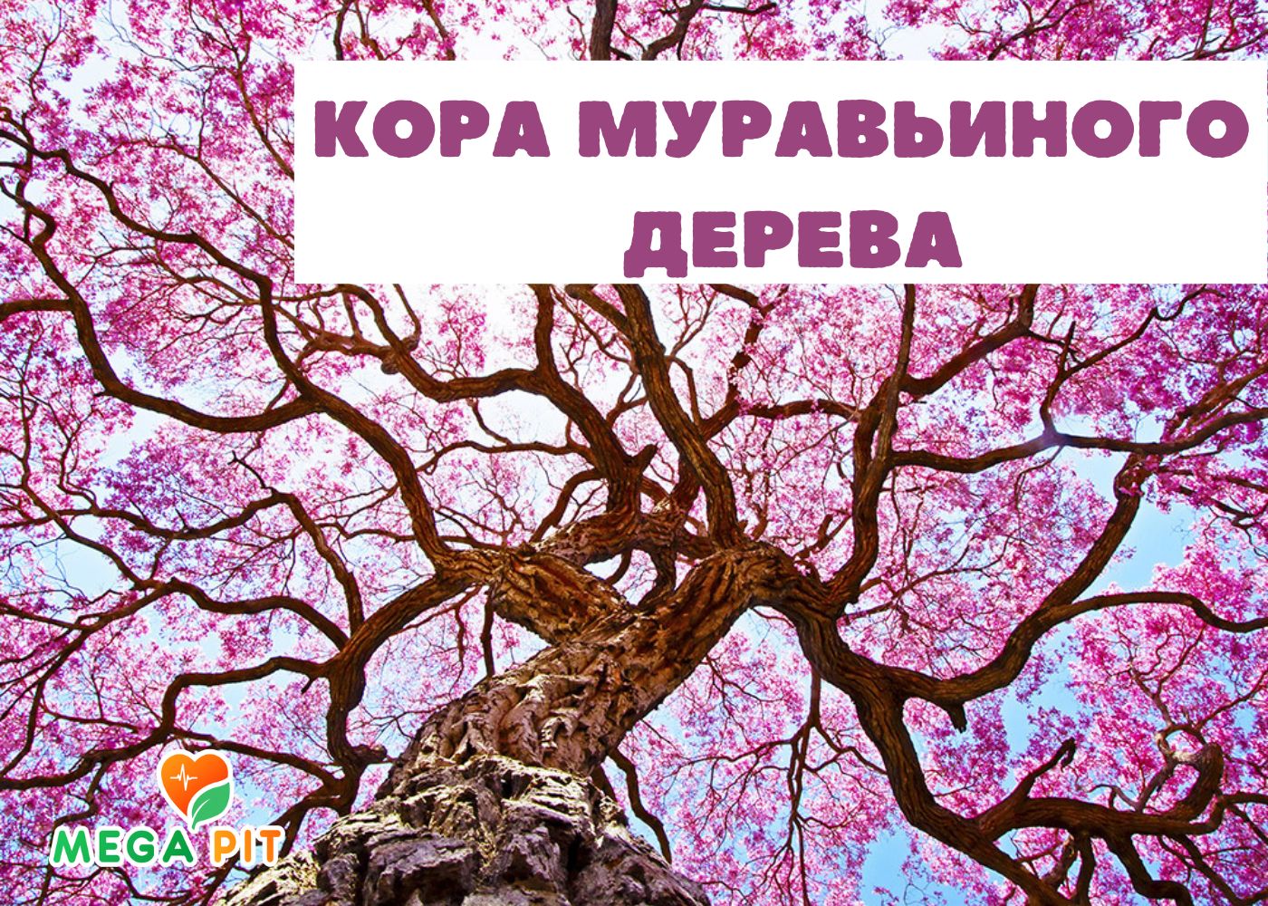 Кора муравьиного дерева инструкция и польза 